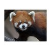 Trademark Fine Art Galloimages Online 'Red Panda Portrait' Canvas Art, 14x19 ALI34993-C1419GG